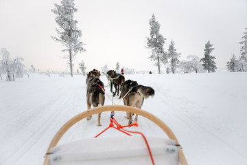 Wall Mural - Husky dog sledding in Lapland, Finland