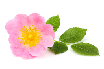 Wall Mural - Wild rose flower isolated.