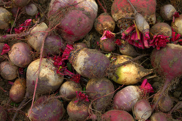 Fresh red beet. New harvest.