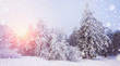 canvas print picture -  tannenbaum im schnee