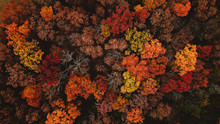 Overhead View Of The Trees During Fall In Missouri.  Leaves Are Red, Orange, Yellow, Green And Brown.  Drone Photo.