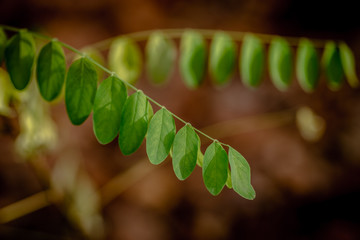 Wall Mural - Acacia leaves in the autumn park, blurred background