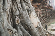 Vintage Side View Of Buddha Head Embedded In Banyan Tree Roots In Wat Mahathat, Ayutthaya, Thailand