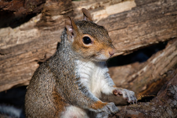 Poster - a portrait of grey squirrel sits upright between logs. It rests its paws on one looking alert to the right