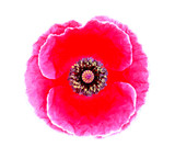 Fototapeta Kwiaty - red poppy isolated on white background