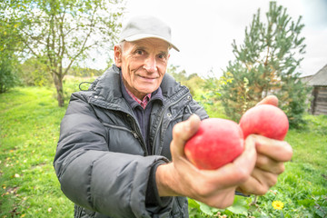 elderly farmer man with a smile shows two red juicy apples, concept of planting and harvesting