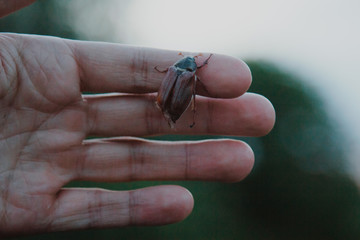 cockchafer on a female finger, soft green background. may beetle melolontha melolontha. side view