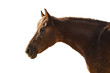 Portrait of a horse with a light mane in profile isolated on a w