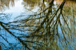 © vli86 - Tree branches reflexion