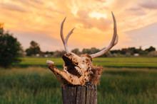 Decomposing Deer Skull In Front Of An Orange Sunset Sky.
