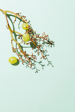 Green Grapes On Green Background