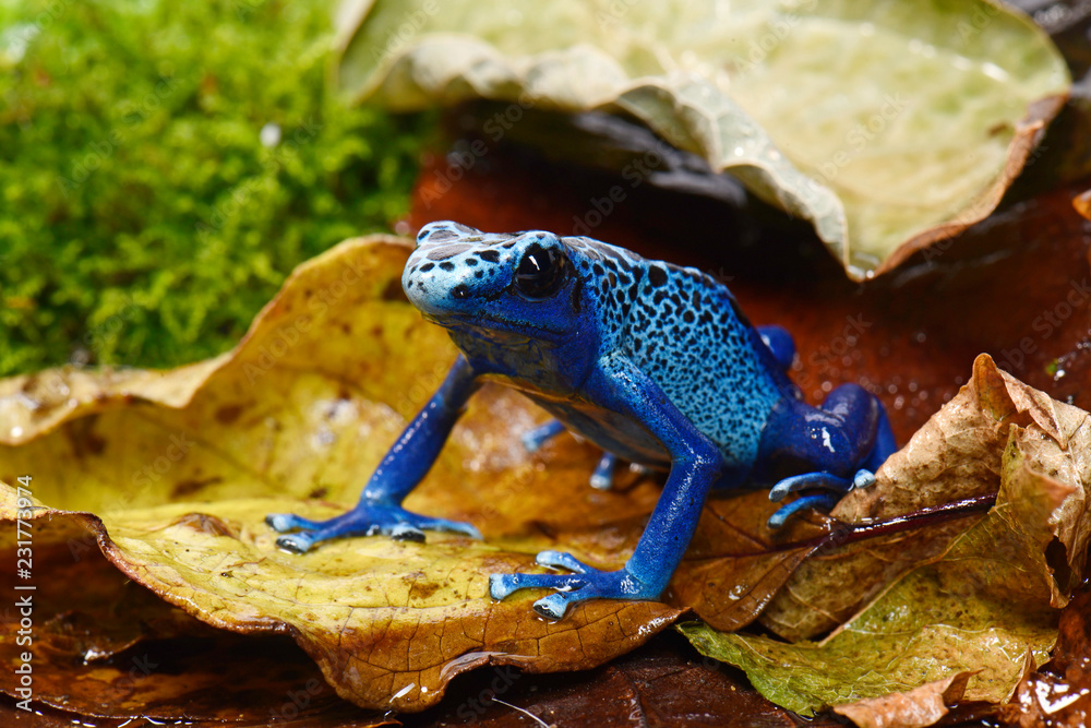 Bullyland Baumsteiger-Frosch Azureus – Ca. 3 Cm, Handbemalt, PVC-frei, Für Kinder Ab 3