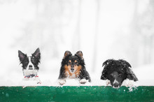 Cute Close Up Portrait Of Three Dog On A Green Snow Covered Fence