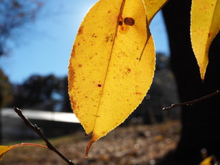 closeup of yellow foliage