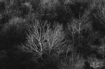 Abstract monochrome trees background