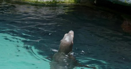 Wall Mural - Sea lion in the pool