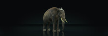 Huge Elephant In Dark Background. 3d Rendering