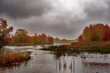 Autumn leaf frames the bird refuge