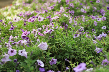 beautiful purple flowers in the garden