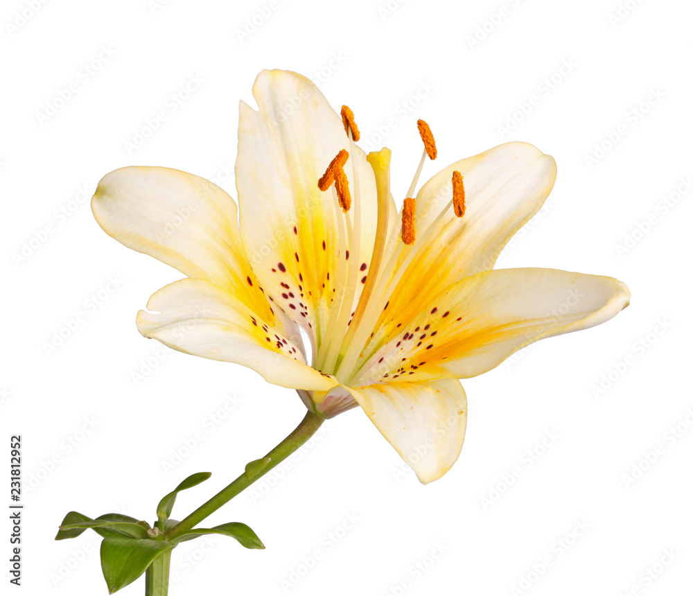 Single stem with a bright yellow lily flower isolated Stock Photo | Adobe  Stock