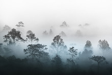 Silhouette Of Multiple Layers Tropical Rain Forest Forest Covered By Misty Vapor Morning Fog. Dreamy Daybreak In A Beautiful Plain With Row Of Trees In Natural Park, Slang Luang, Thailand.