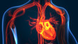 Human Circulatory System Anatomy