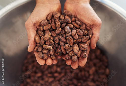 Cuadros en Lienzo Worker holding a handful of cocao beans for chocolate making