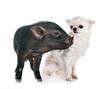 vietnamese pig and chihuahua