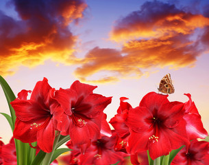 Wall Mural - Red Amaryllis flowers with butterfly at sunset.