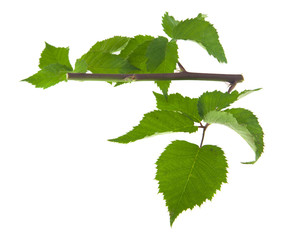 Sticker - green leaves of blackberry isolated on white background close-up