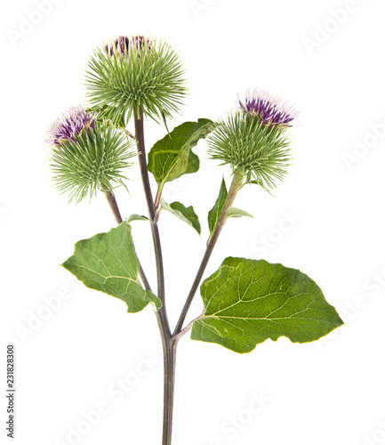 Fotomural burdock isolated on white background