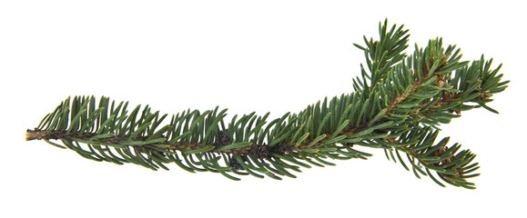 Christmas tree branch isolated on white background