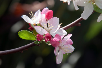 Wall Mural - Sydney  Australia,  spring blossoms of a fruit tree