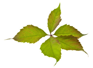 Poster - autumn grape leaves isolated on white background