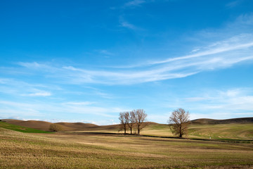 field and blue sky