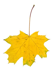 Poster - autumn maple leaves isolated on white background close up