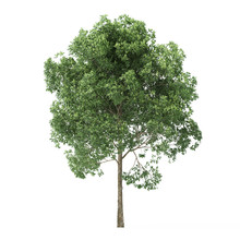 Alder. Tree Isolated On White Background. 3D Rendering.