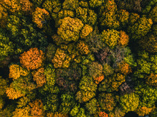 Wald Im Herbst