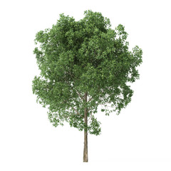 Wall Mural - Alder. Tree isolated on white background. 3D rendering.