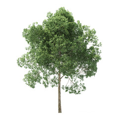 Wall Mural - Alder. Tree isolated on white background. 3D rendering.