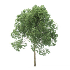 Wall Mural - Alder. Tree isolated on white background. 3D rendering.