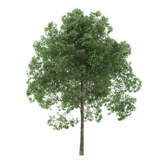Wall Mural - Alder. Tree isolated on white background. 3D rendering.