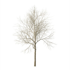 Wall Mural - Dry wood. Isolated on white background. 3D rendering.