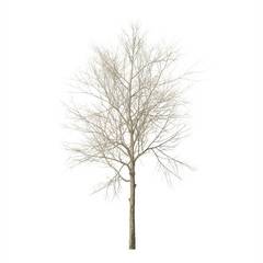 Wall Mural - Dry wood. Isolated on white background. 3D rendering.