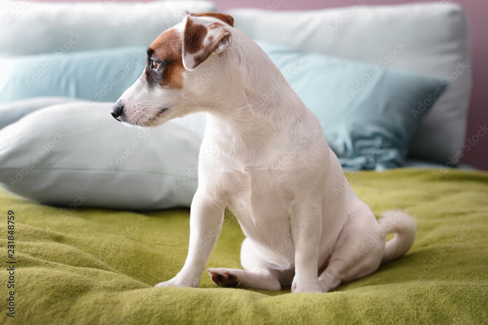 Cute funny dog on bed at home