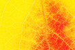 Yellow and red aspen leaf close up