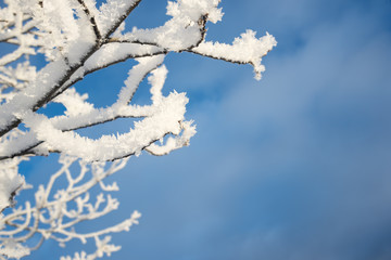 Wall Mural - snowy branch, blue sky background