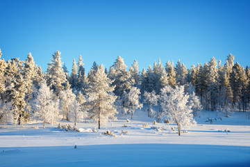 Wall Mural - forest landscape, frozen trees in winter in saariselka, lapland, finland