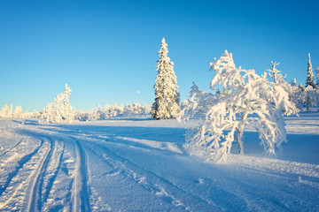 Wall Mural - snowy landscape, frozen trees in winter in saariselka, lapland, finland