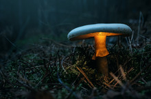 Fairy, Glowing Mushroom In The Forest At Night With Copy Space